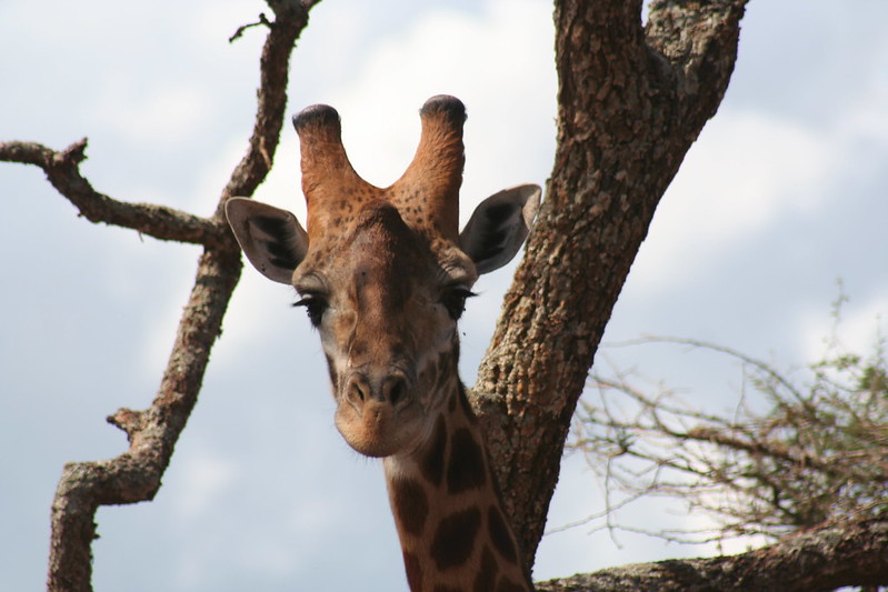 Akagera National Park